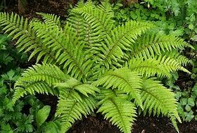 kompresên ji bo tedawiya rehên varicose